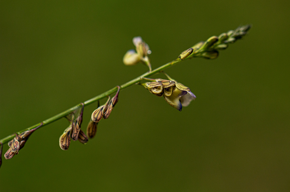 Polygala petitiana subsp. petitiana var. petitiana