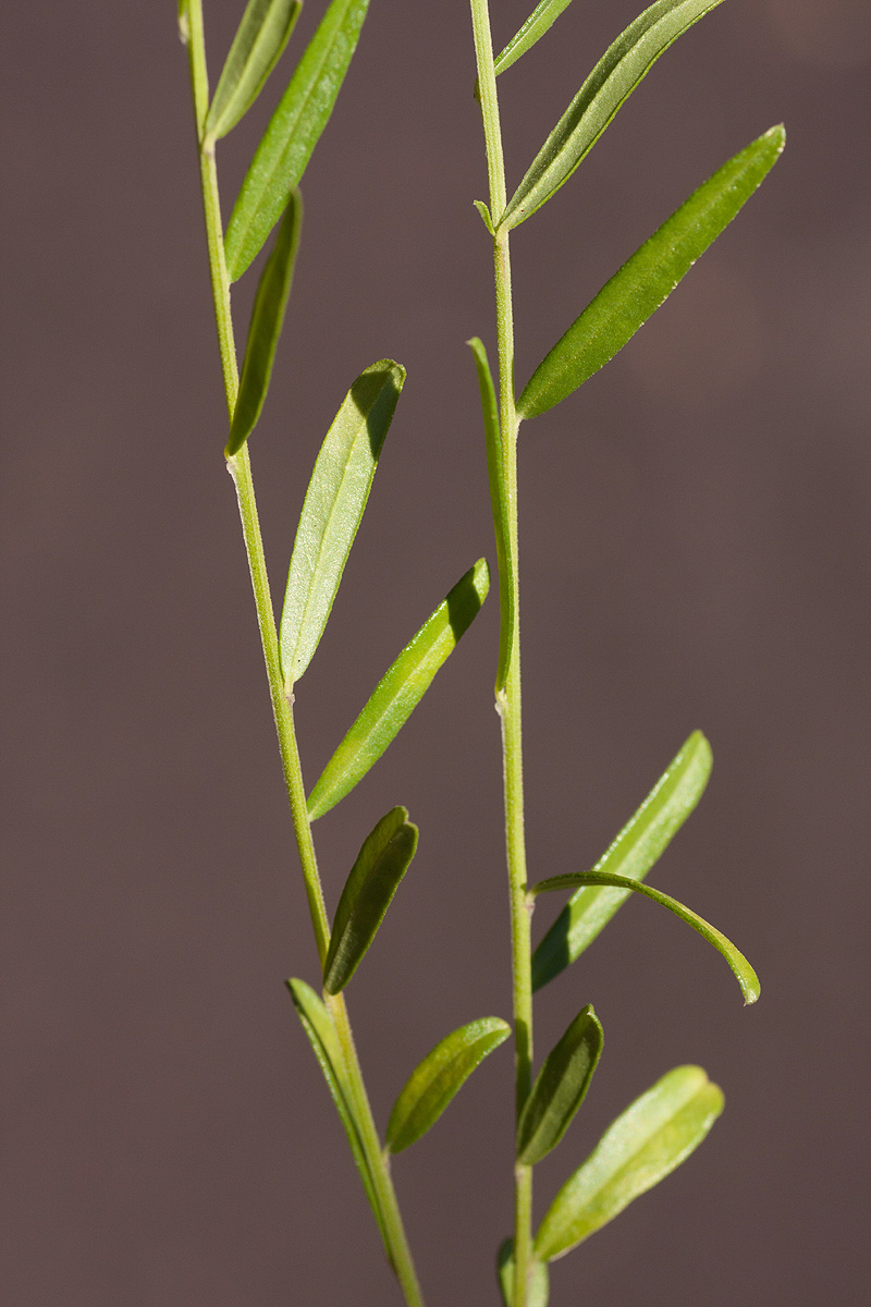 Polygala petitiana subsp. petitiana var. petitiana