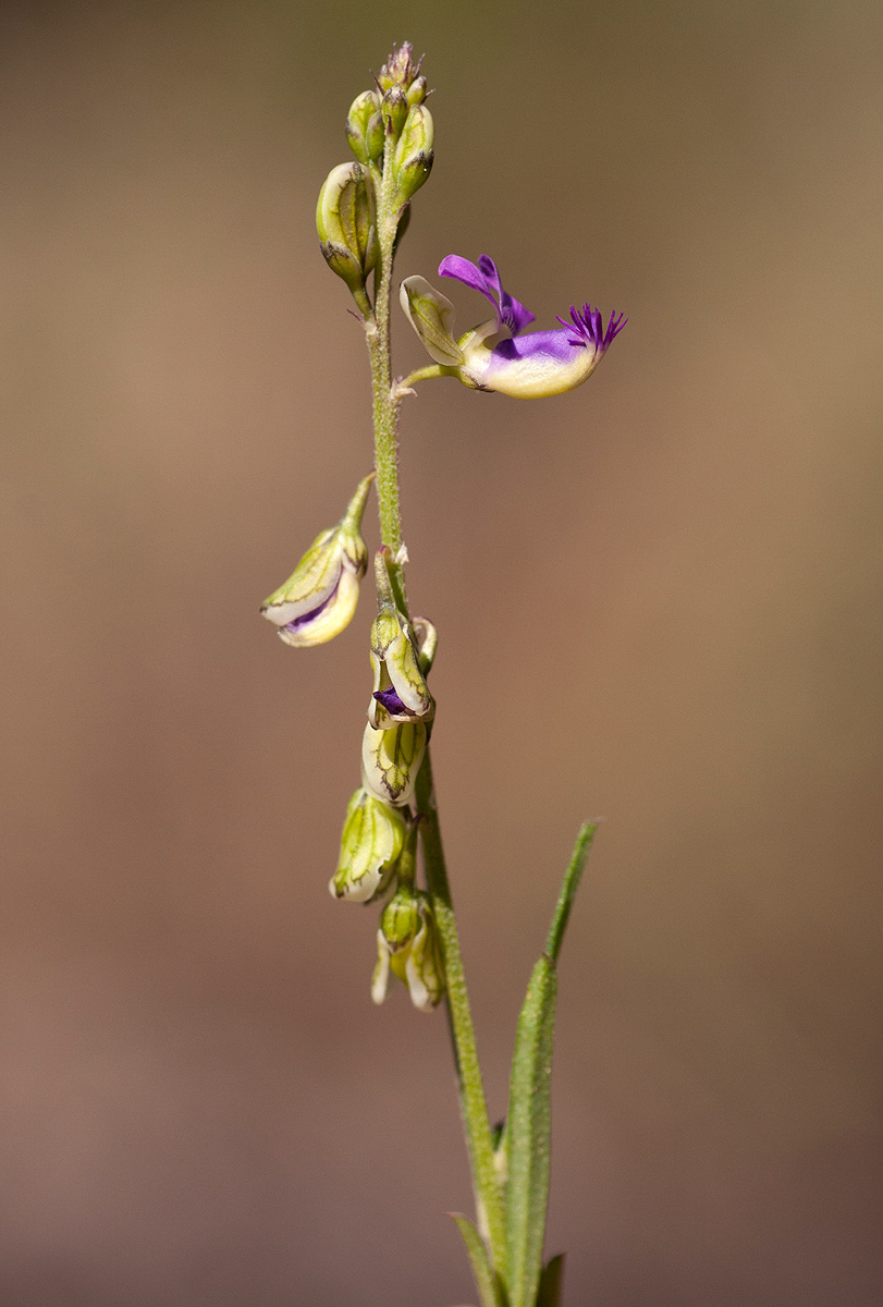 Polygala petitiana subsp. petitiana var. petitiana Polygala petitiana subsp. petitiana var. petitiana