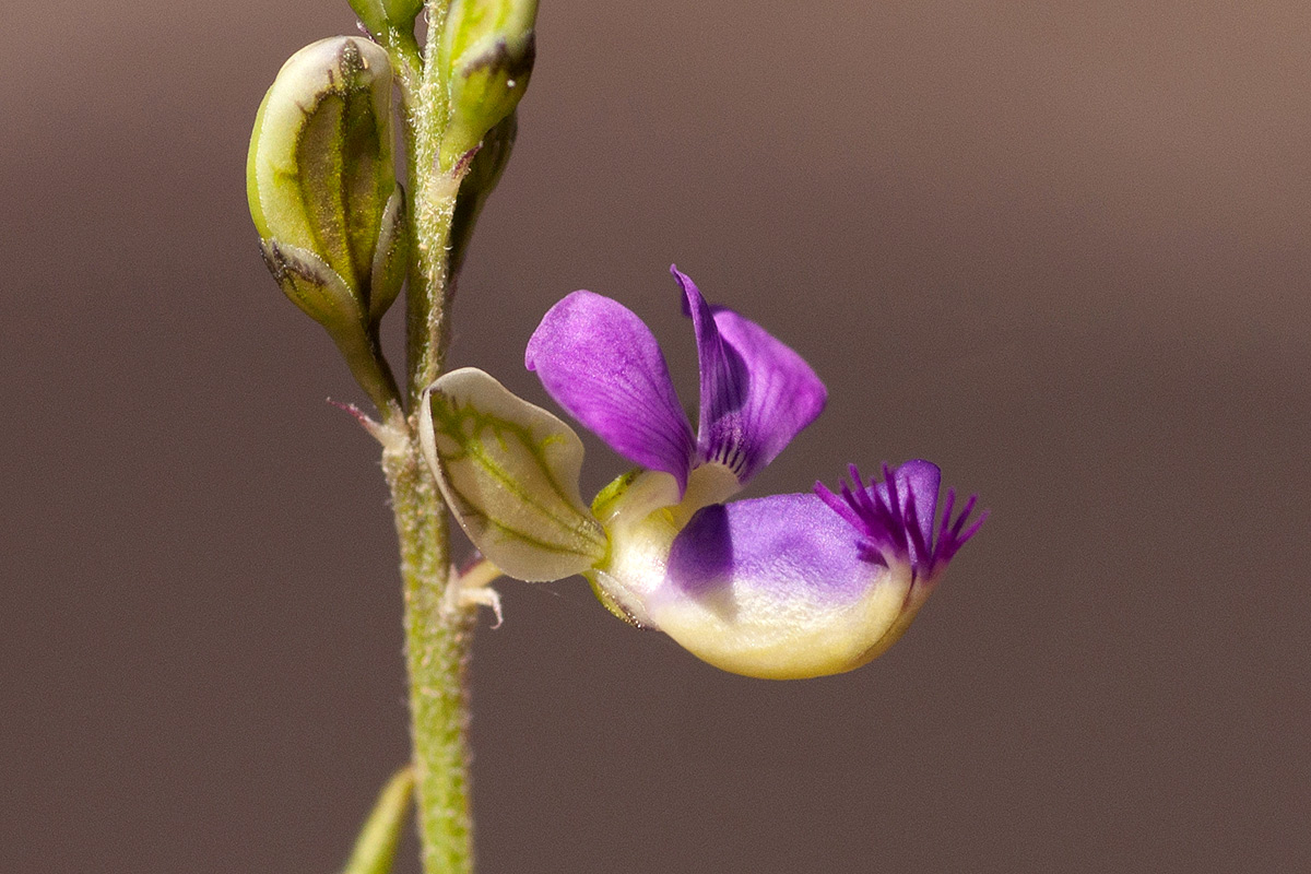 Polygala petitiana subsp. petitiana var. petitiana