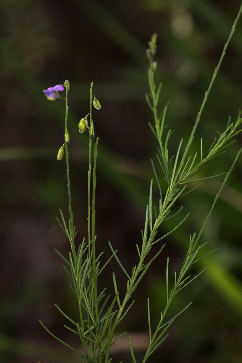 Polygala petitiana subsp. petitiana var. petitiana
