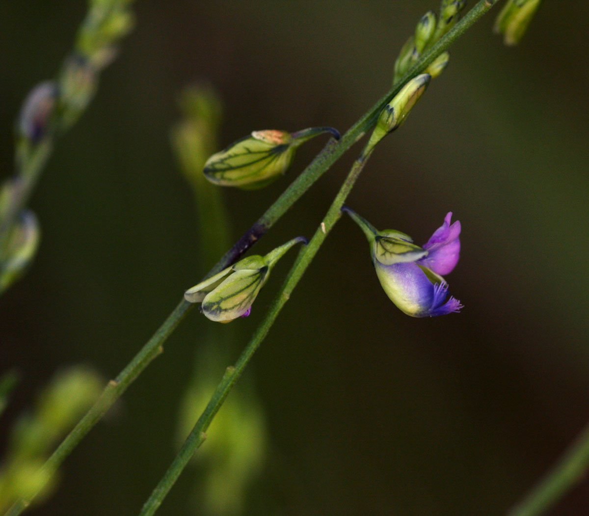 Polygala petitiana subsp. petitiana var. petitiana