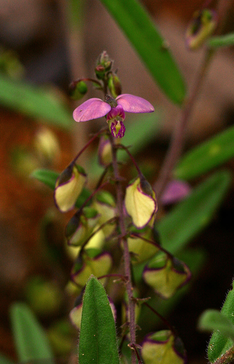 Polygala sphenoptera
