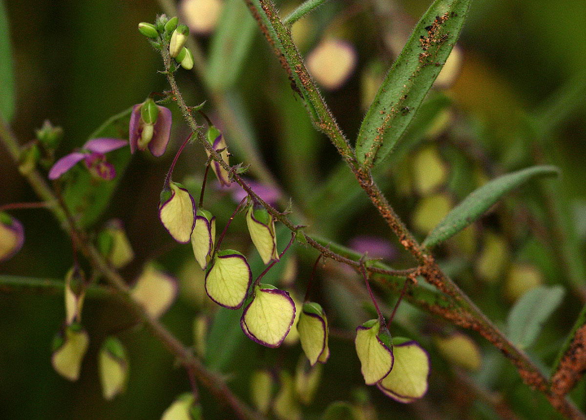 Polygala sphenoptera