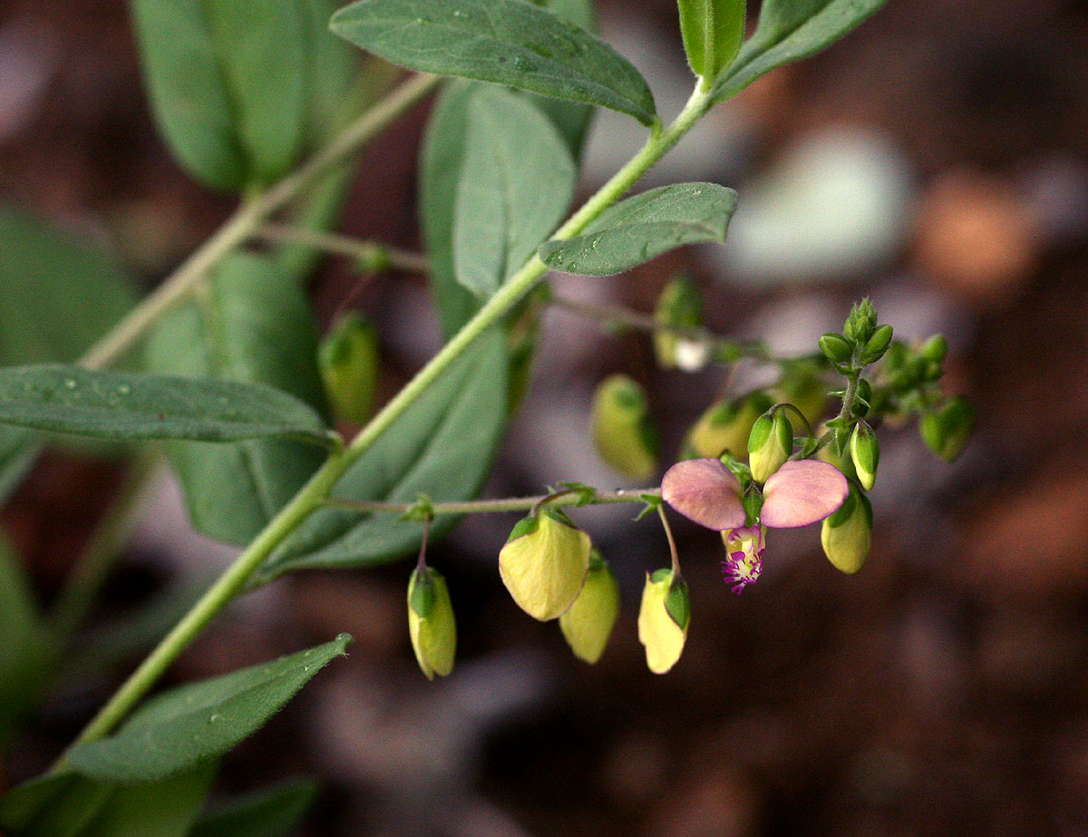 Polygala sphenoptera Polygala sphenoptera