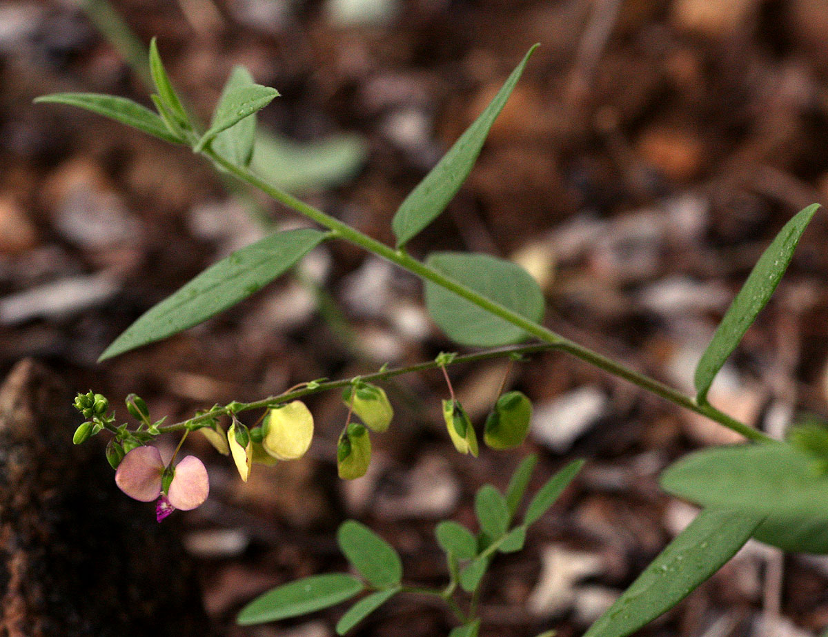 Polygala sphenoptera Polygala sphenoptera