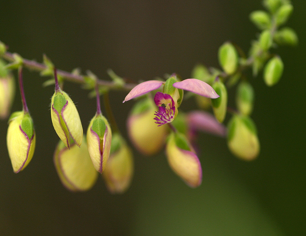 Polygala sphenoptera