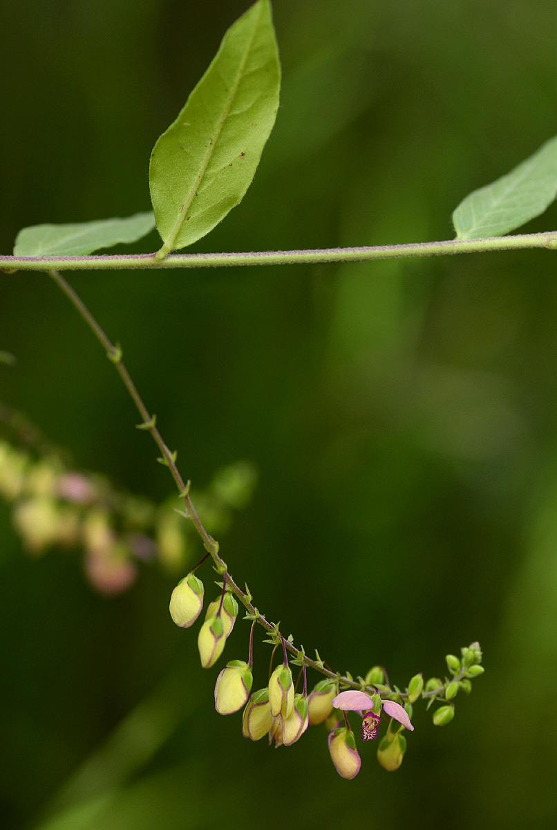 Polygala sphenoptera Polygala sphenoptera