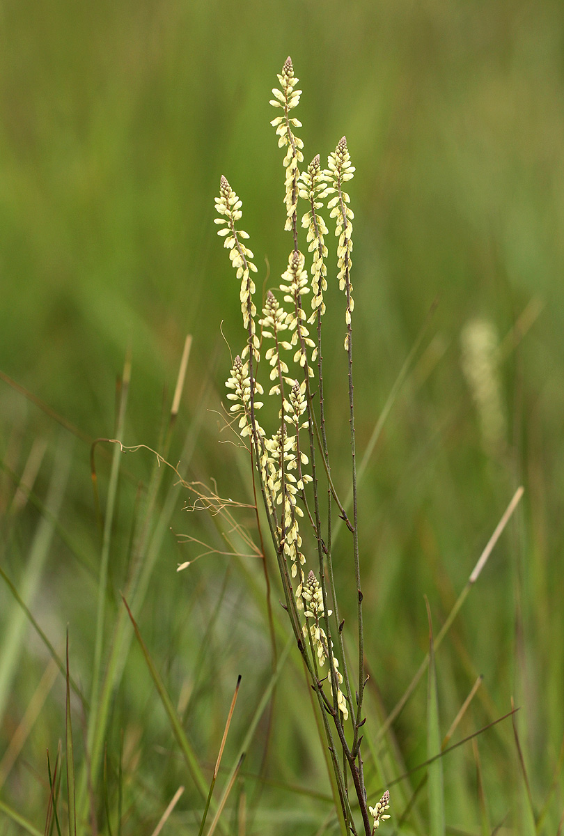 Polygala spicata