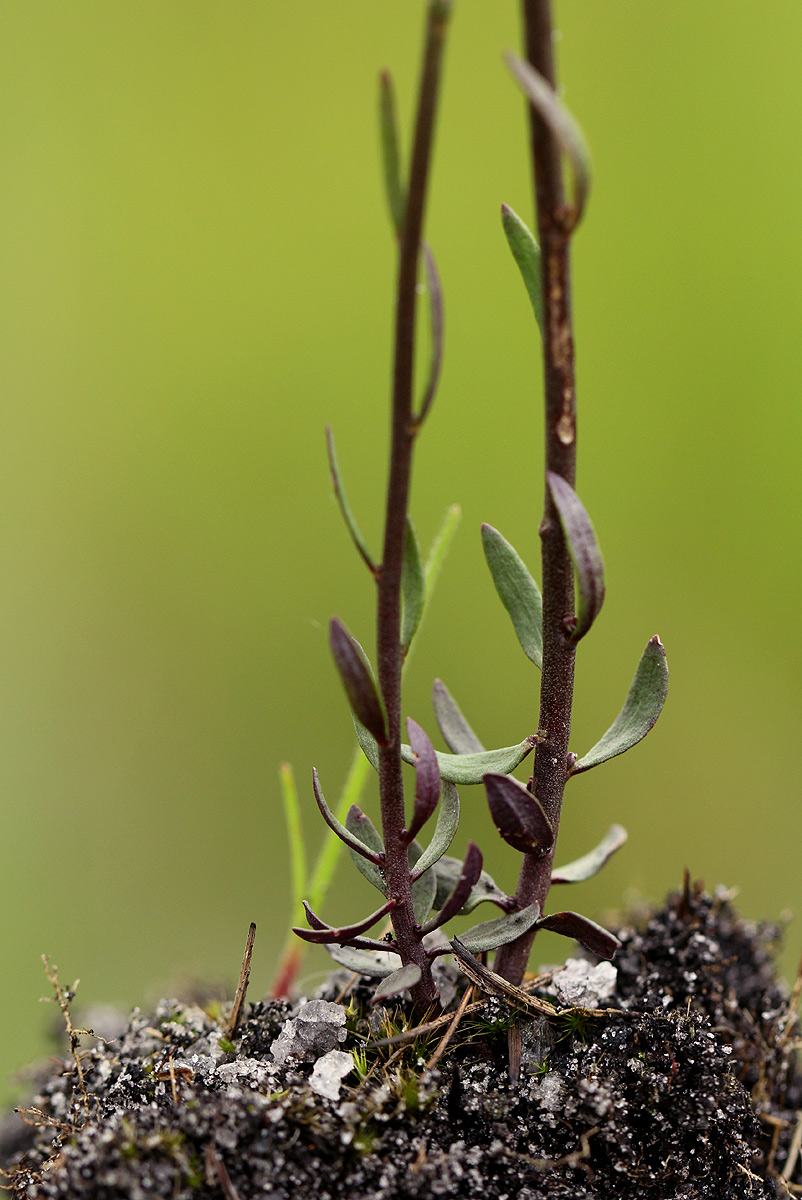 Polygala spicata Polygala spicata