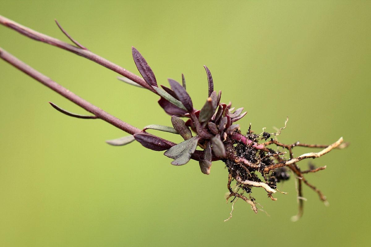 Polygala spicata