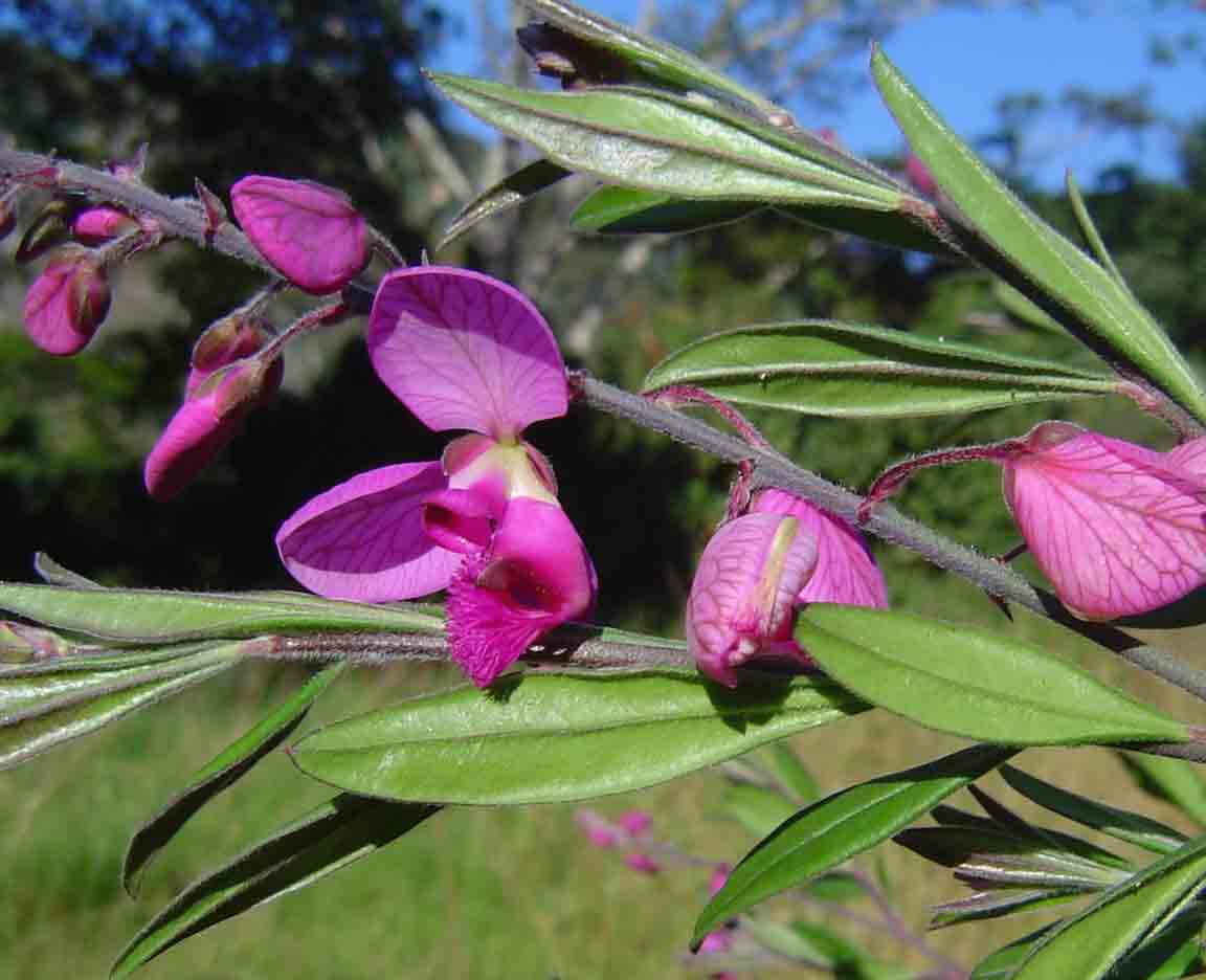 Polygala virgata var. decora