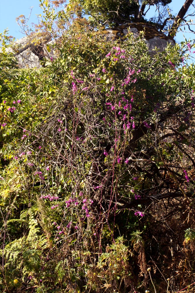 Polygala virgata var. decora