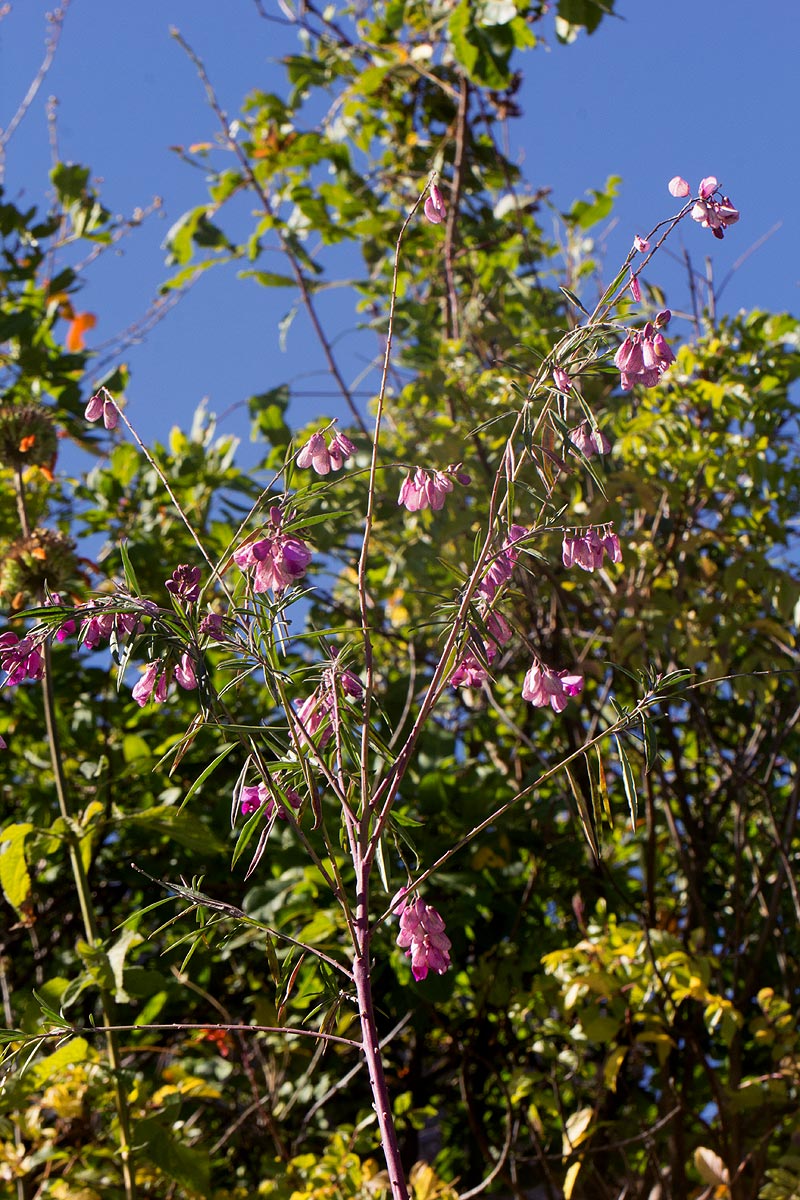 Polygala virgata var. decora