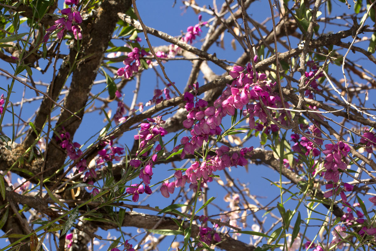 Polygala virgata var. decora