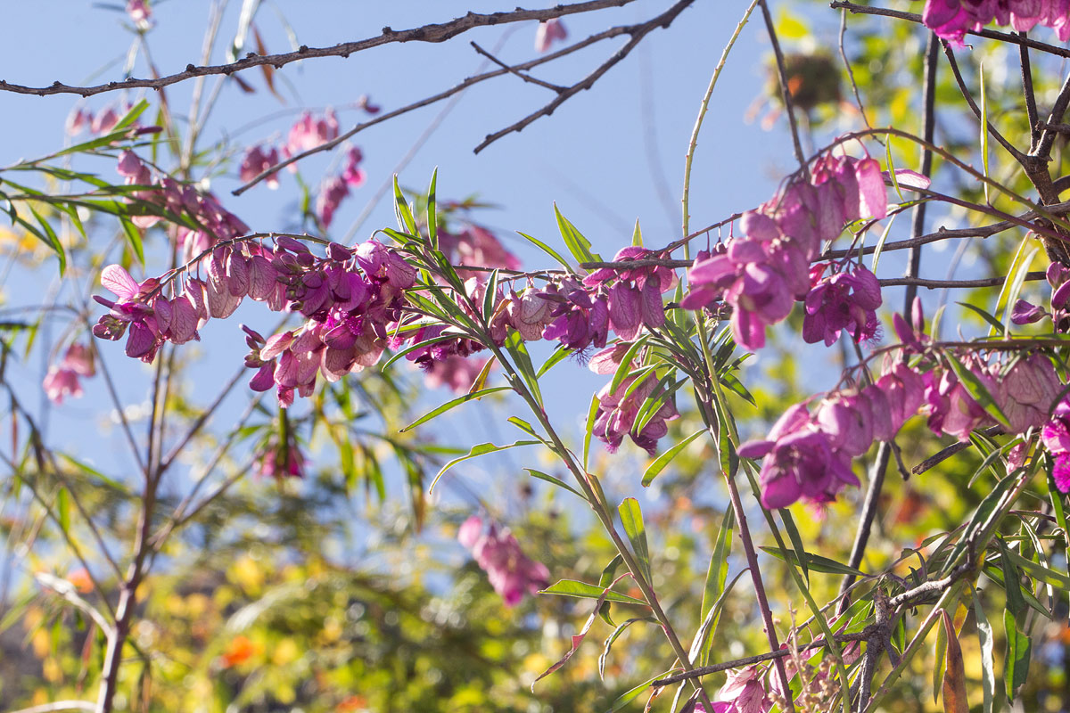 Polygala virgata var. decora