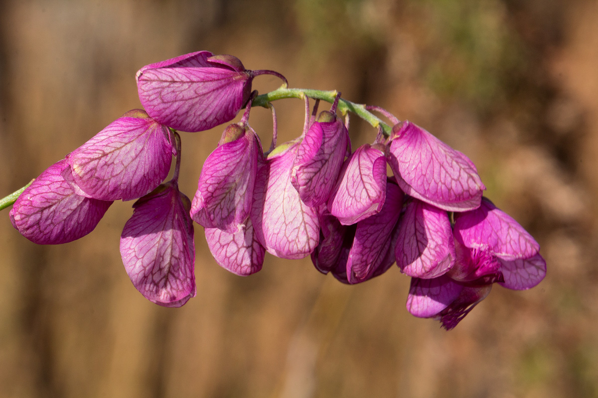 Polygala virgata var. decora