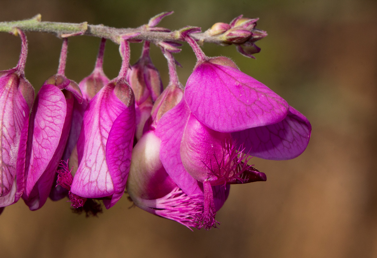 Polygala virgata var. decora