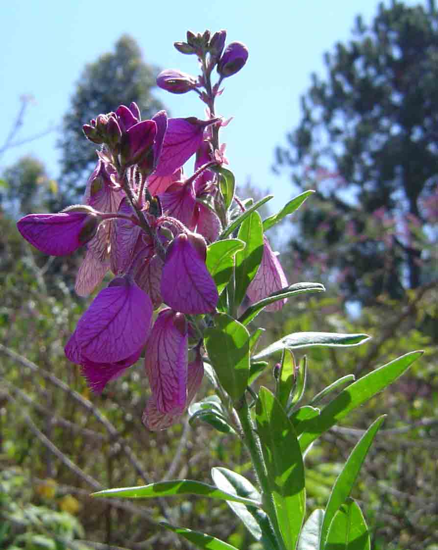 Polygala virgata var. decora