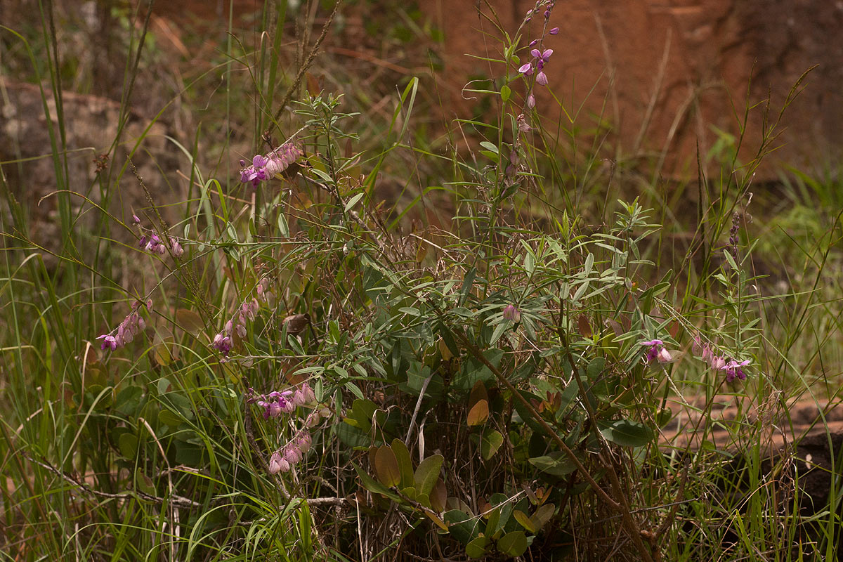 Polygala virgata var. decora