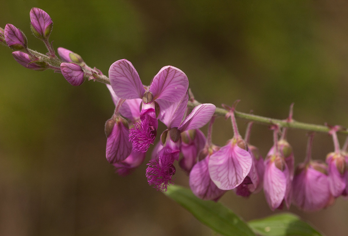Polygala virgata var. decora