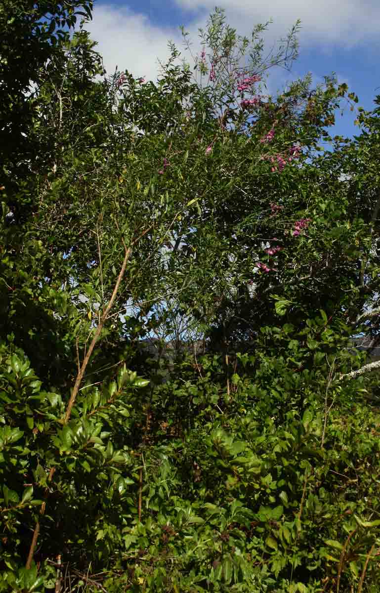 Polygala virgata var. decora