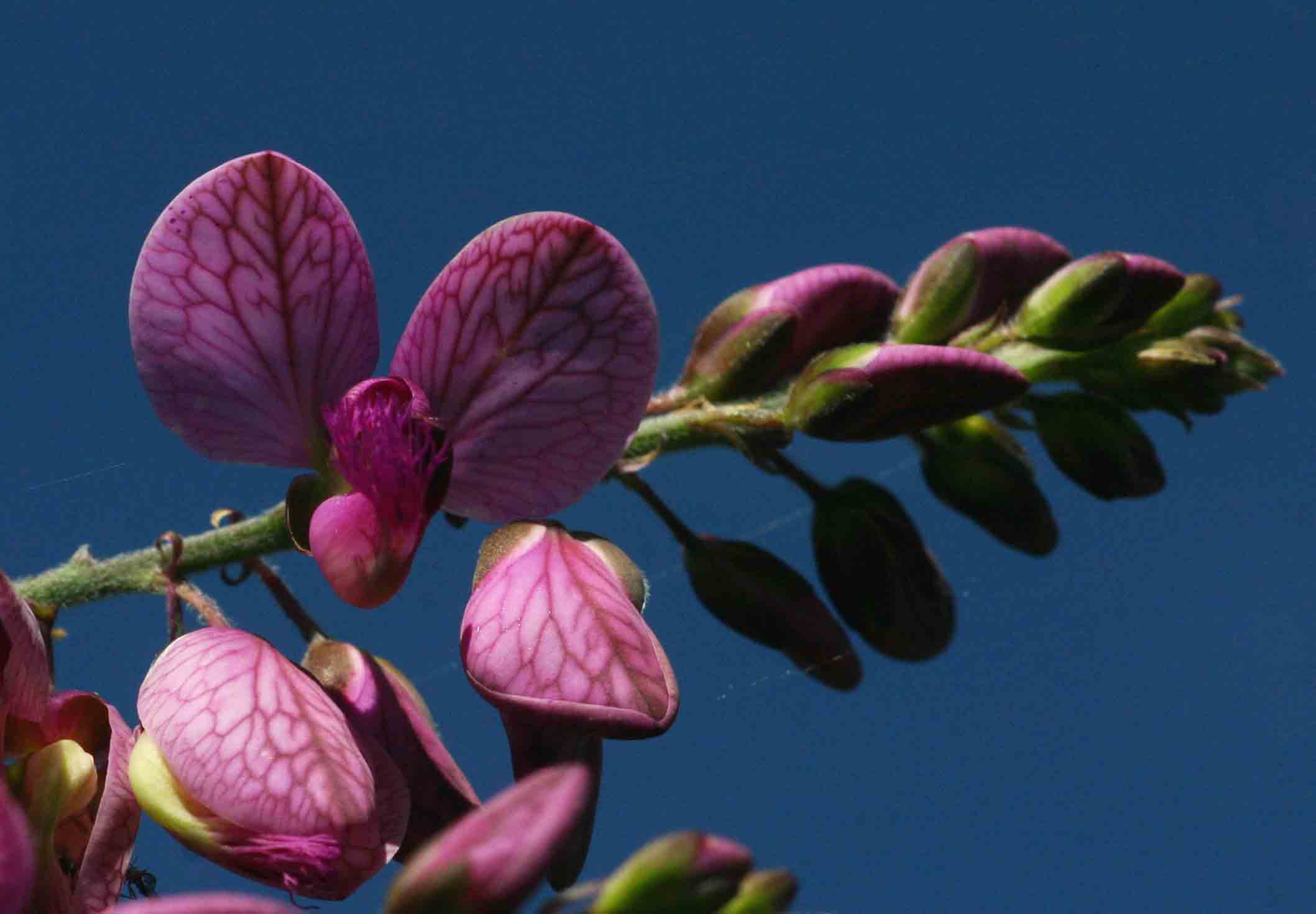 Polygala virgata var. decora Polygala virgata var. decora
