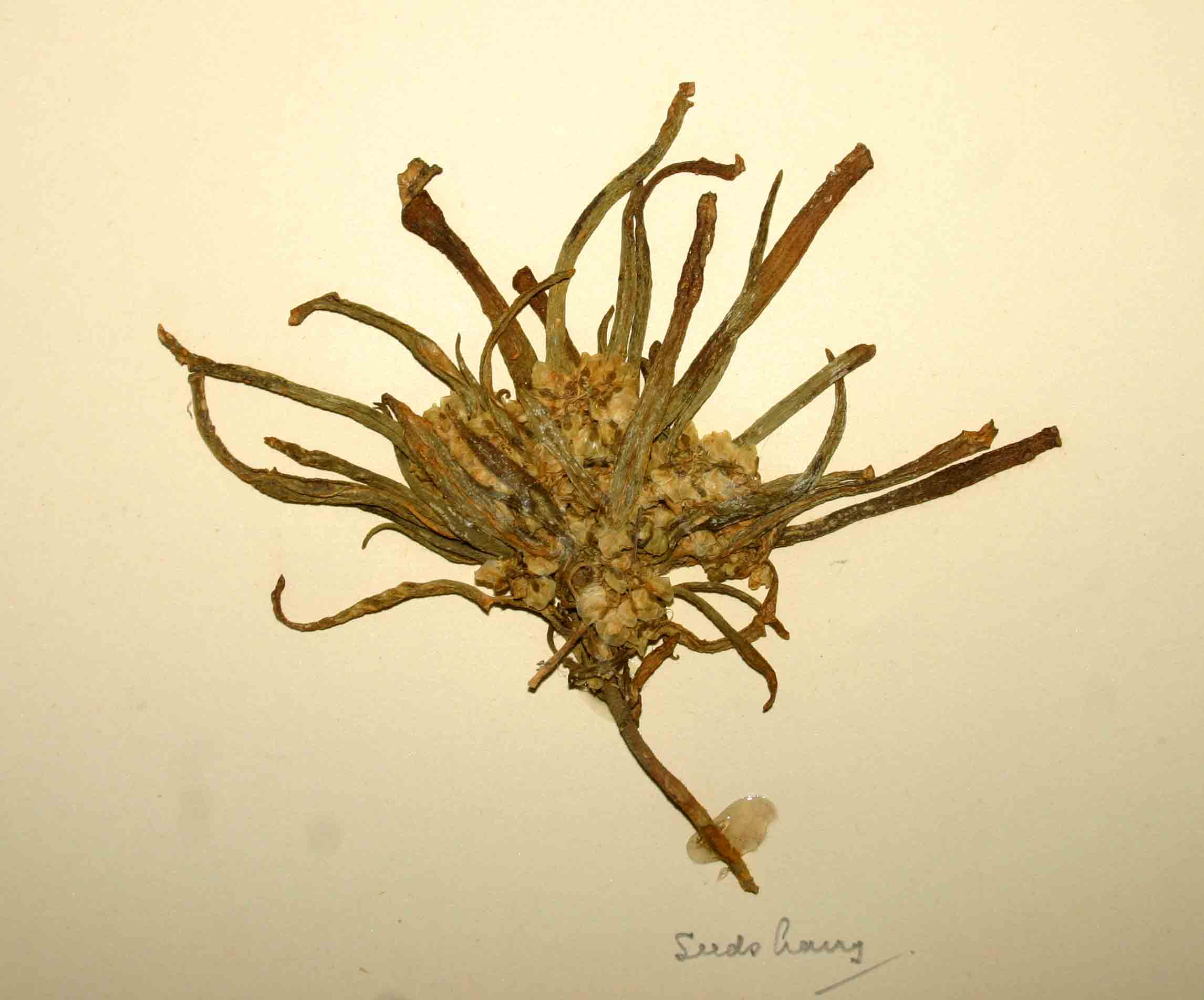 Polygala welwitschii subsp. pygmaea