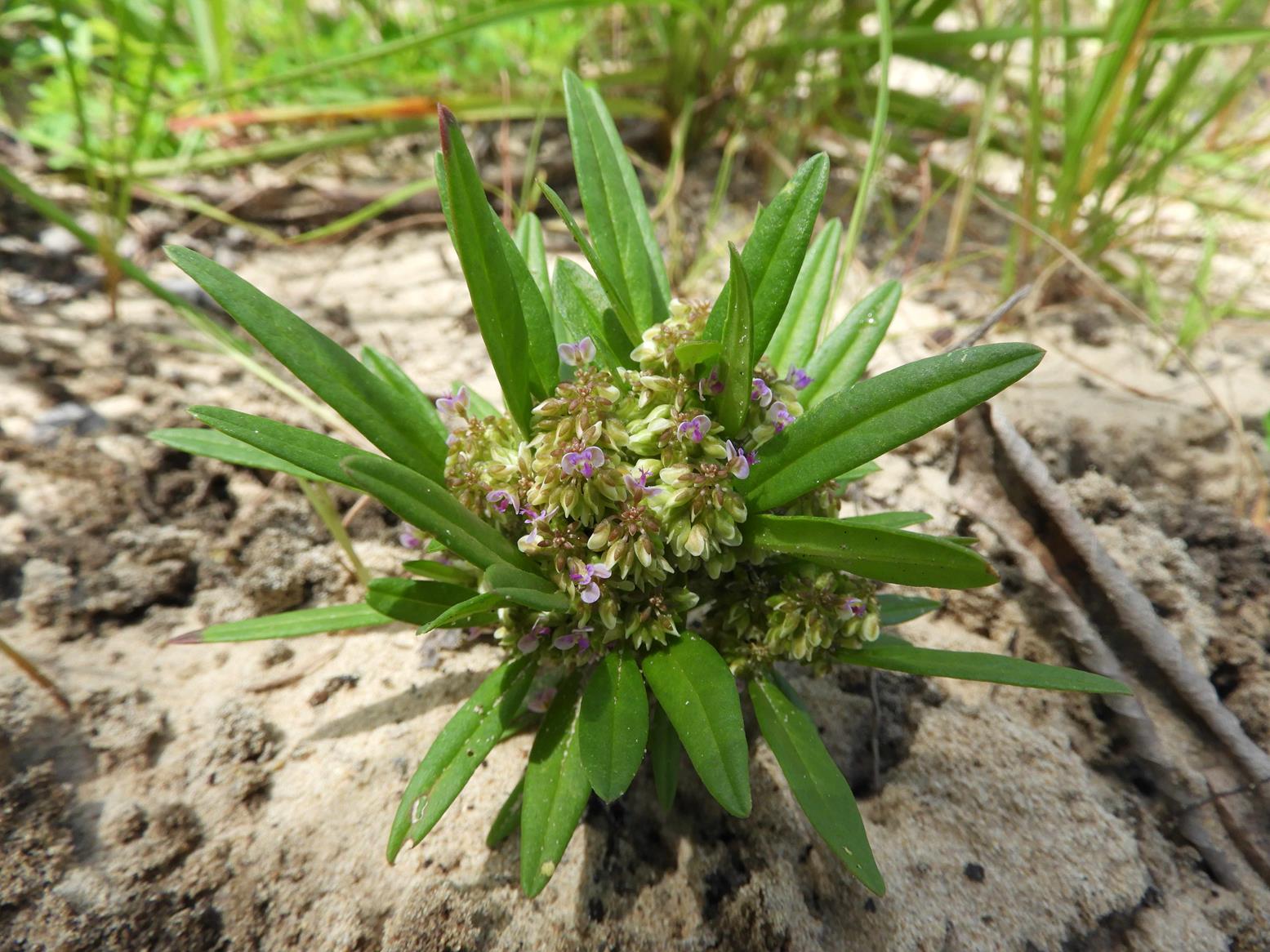 Polygala welwitschii subsp. pygmaea