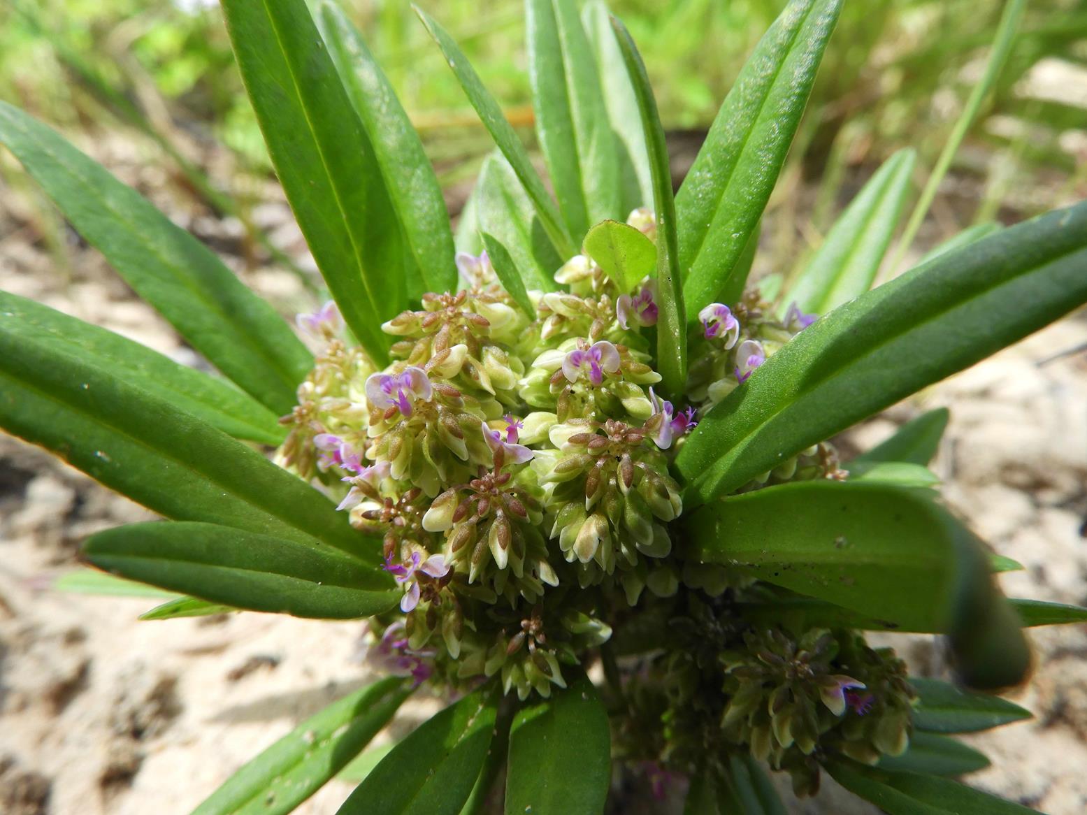 Polygala welwitschii subsp. pygmaea