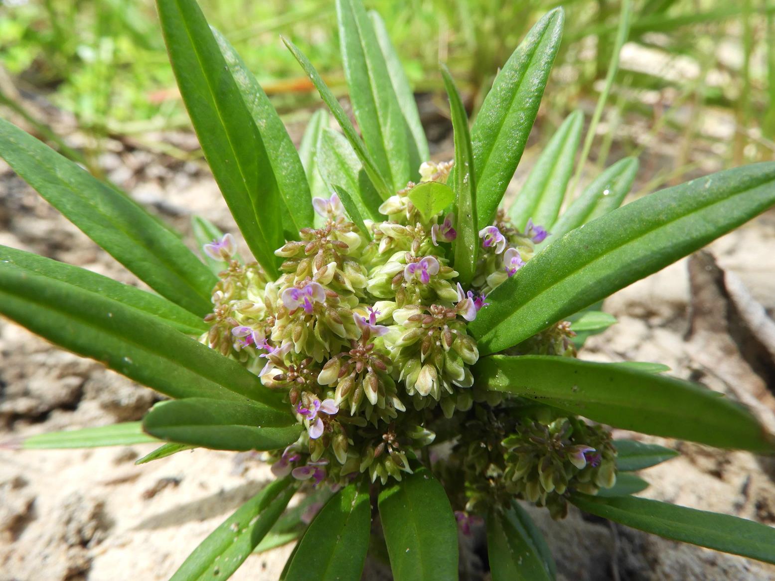 Polygala welwitschii subsp. pygmaea Polygala welwitschii subsp. pygmaea
