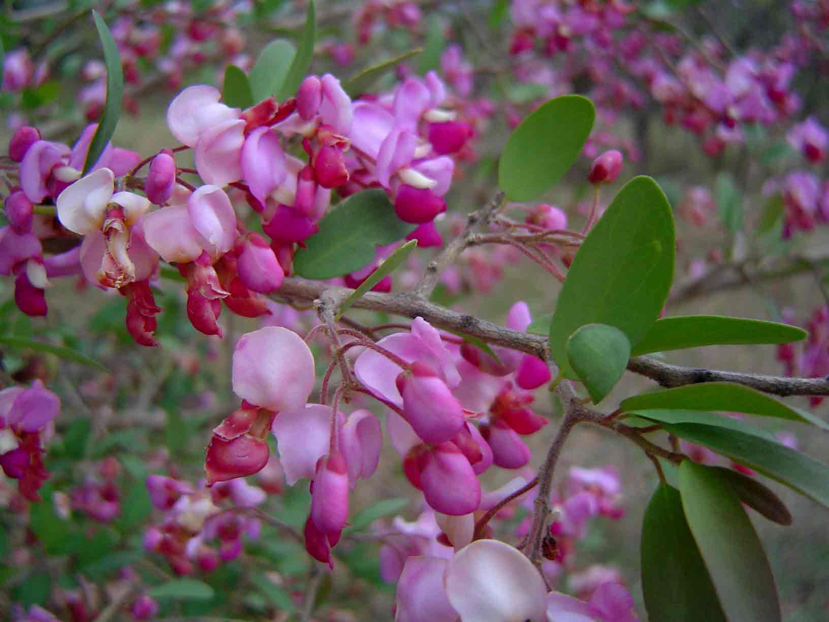 Securidaca longepedunculata