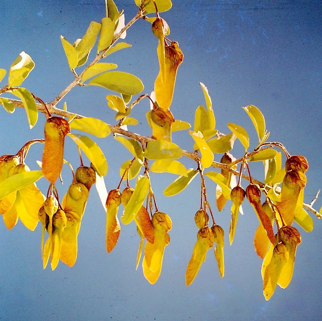 Securidaca longepedunculata