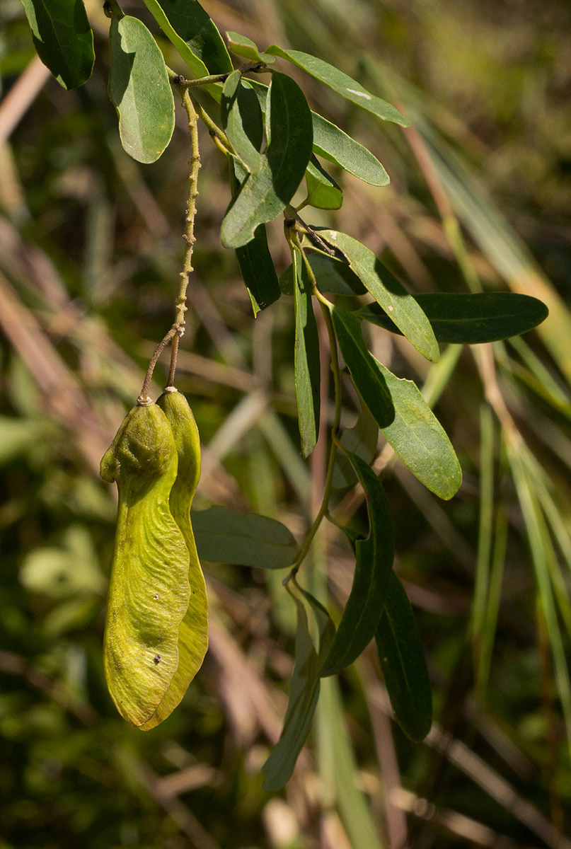 Securidaca longepedunculata