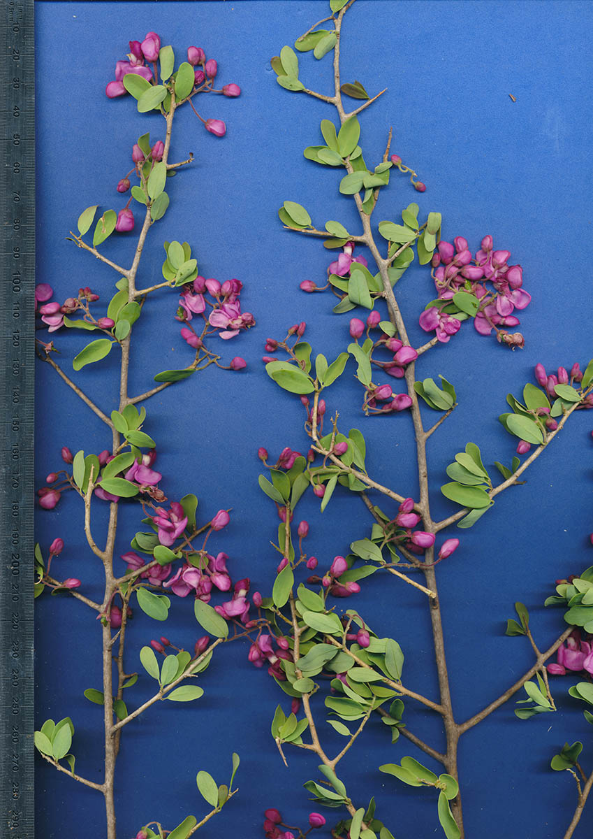 Securidaca longepedunculata