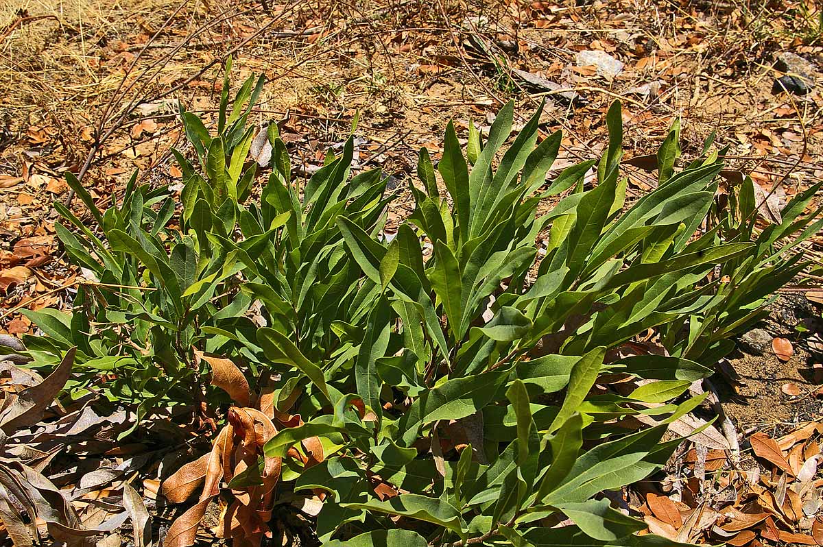 Dichapetalum cymosum Dichapetalum cymosum
