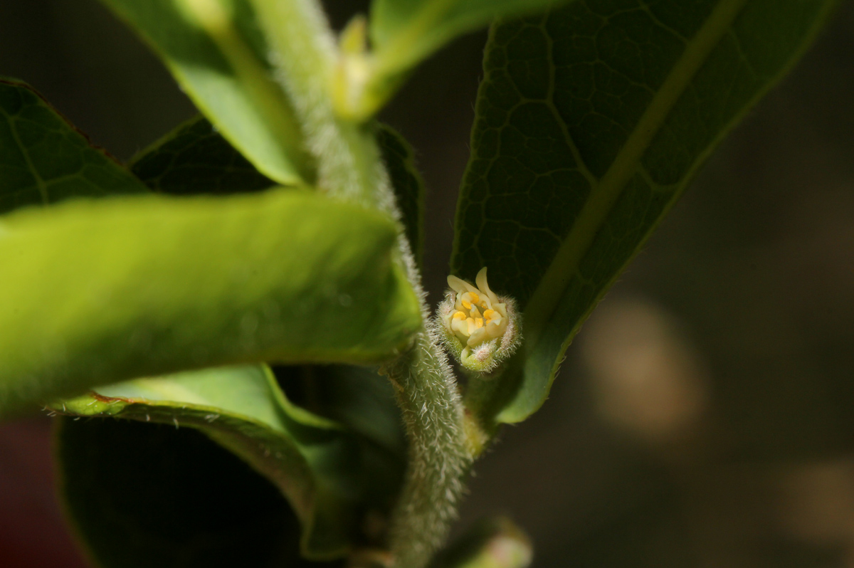 Dichapetalum cymosum Dichapetalum cymosum