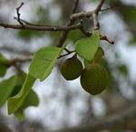 Pseudolachnostylis maprouneifolia var. maprouneifolia