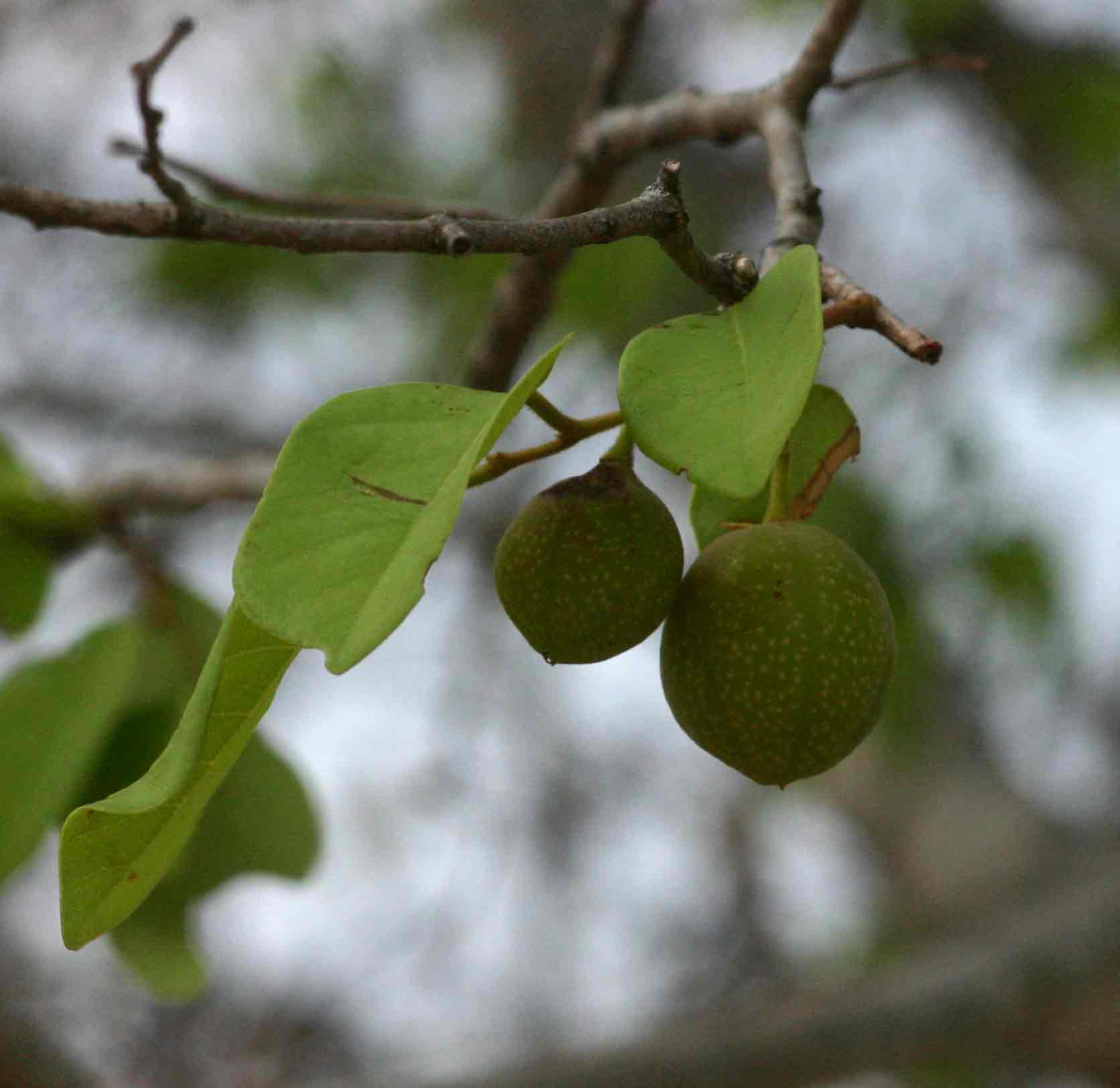Pseudolachnostylis maprouneifolia var. maprouneifolia Pseudolachnostylis maprouneifolia var. maprouneifolia
