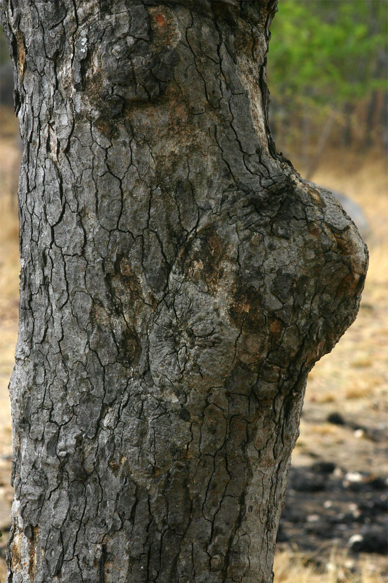 Pseudolachnostylis maprouneifolia var. maprouneifolia
