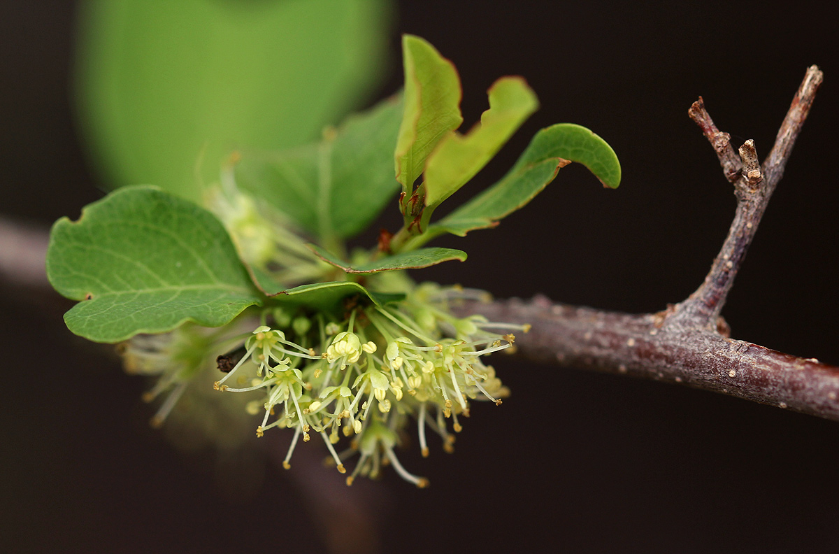 Flueggea virosa subsp. virosa