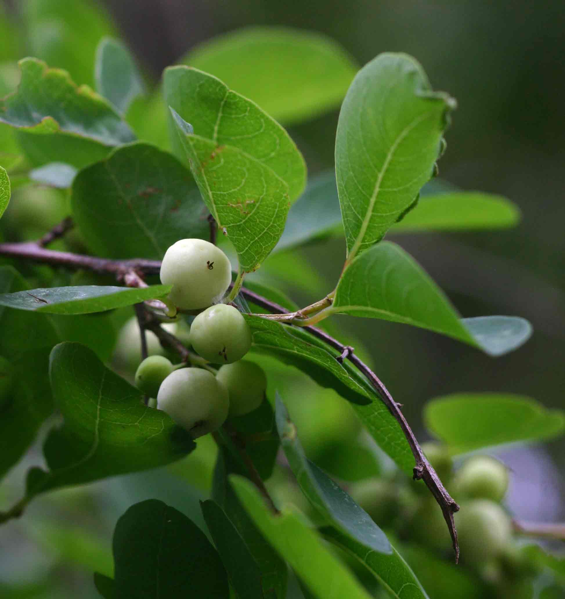 Flueggea virosa subsp. virosa