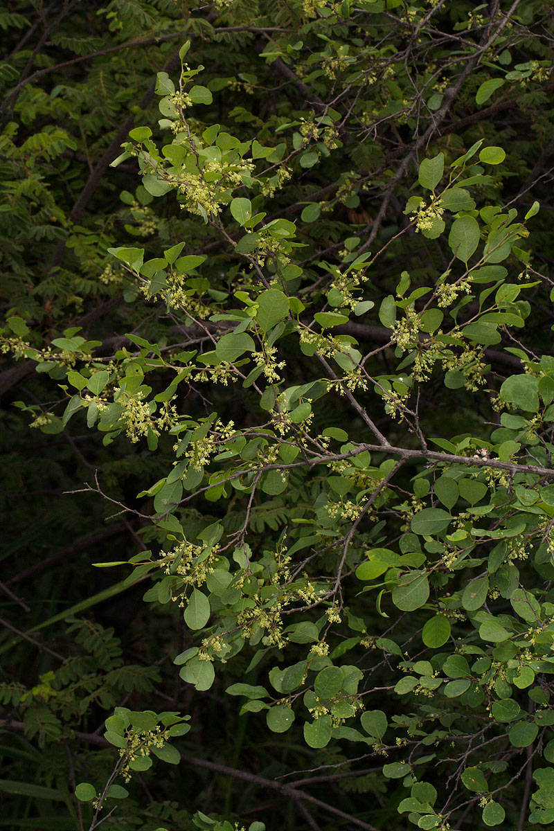 Flueggea virosa subsp. virosa