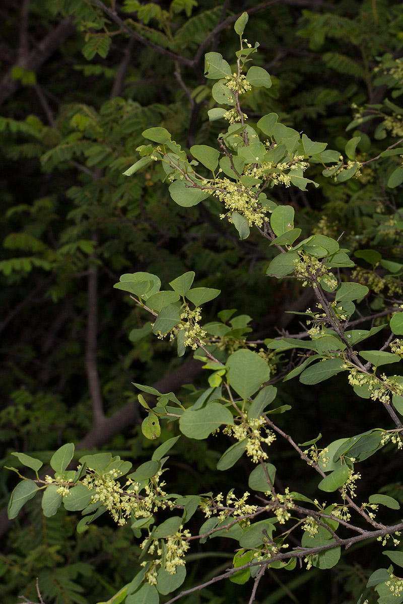 Flueggea virosa subsp. virosa