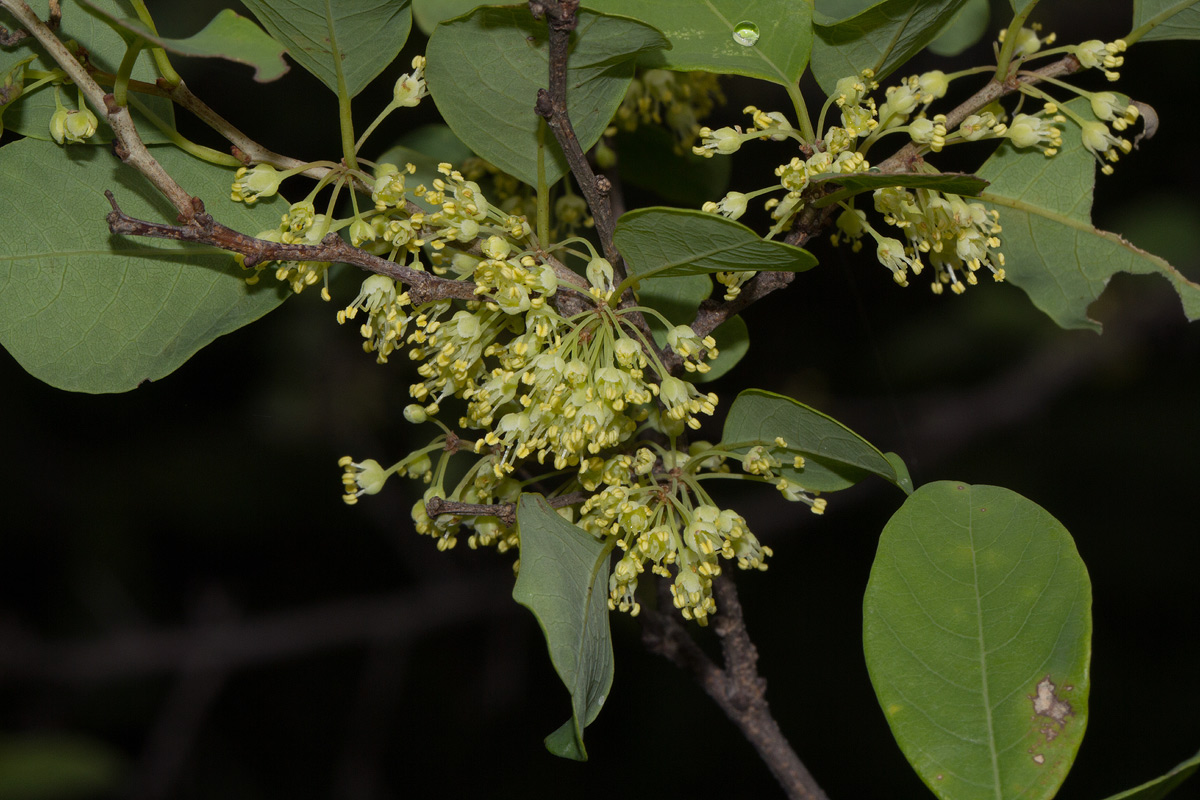 Flueggea virosa subsp. virosa