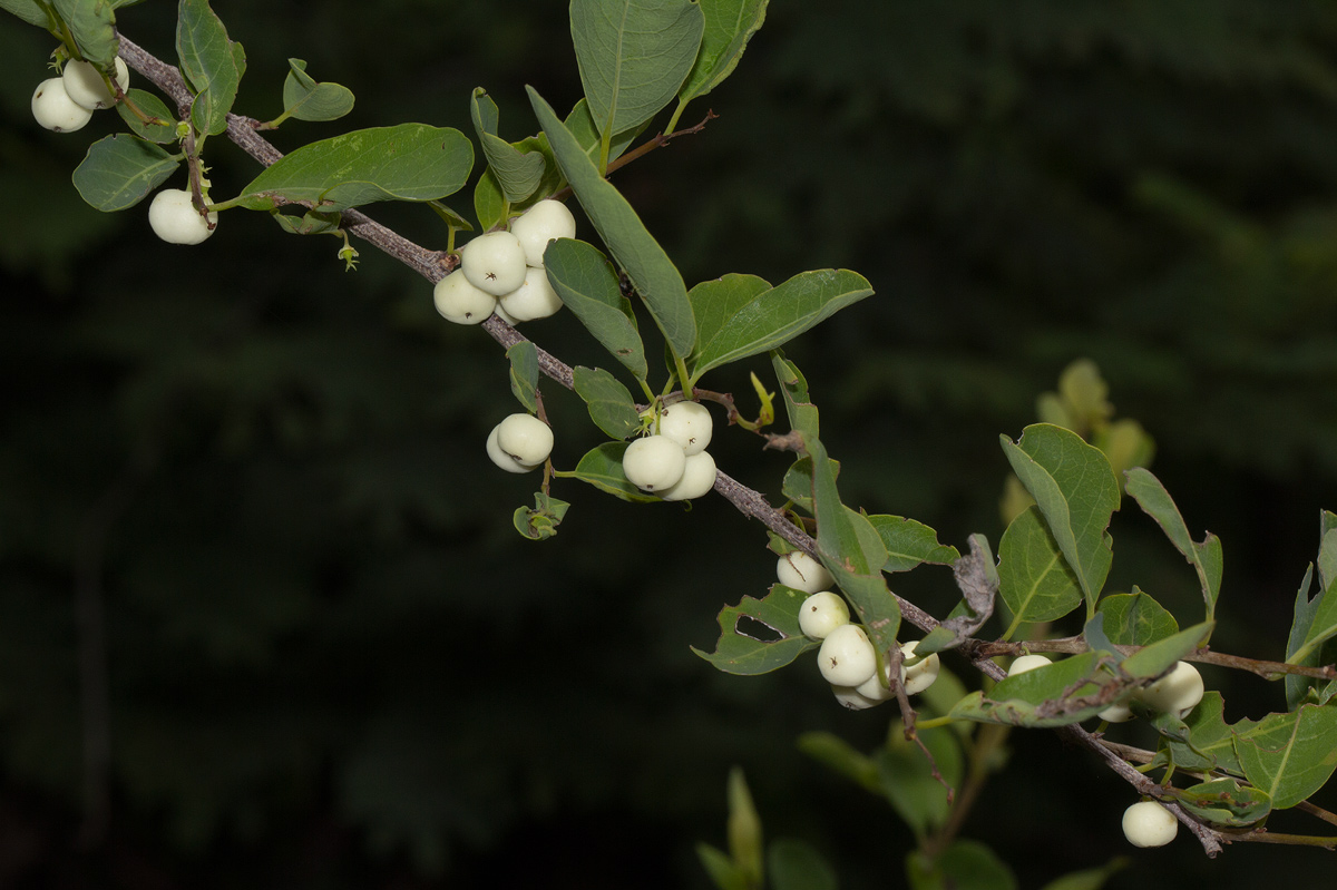 Flueggea virosa subsp. virosa