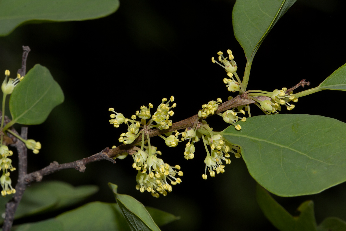 Flueggea virosa subsp. virosa Flueggea virosa subsp. virosa