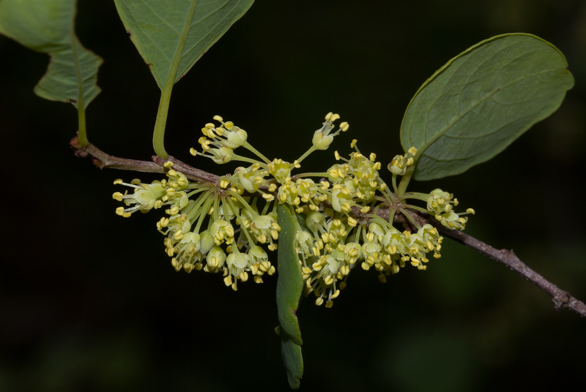 Flueggea virosa subsp. virosa