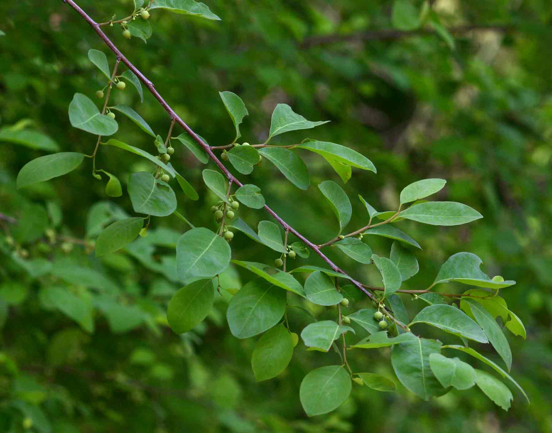 Flueggea virosa subsp. virosa Flueggea virosa subsp. virosa