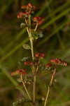 Phyllanthus arvensis